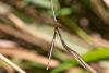 Platycnemis latipes